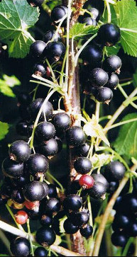 Coacaza negru-Titana