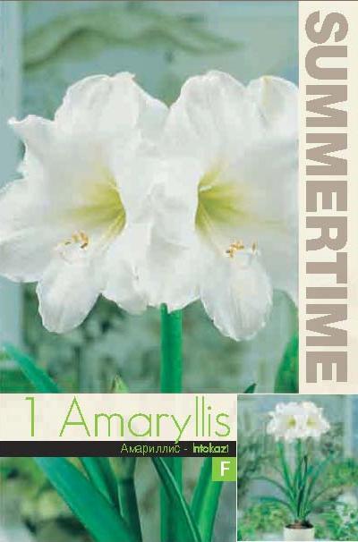 Amaryllis Intokazi