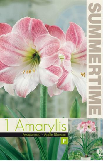 Amaryllis Apple Blossom
