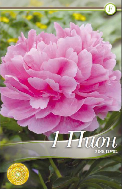 Bujori - Paeonia Pink Jewel